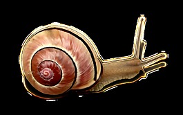 動(dòng)物蝸牛透明素材
