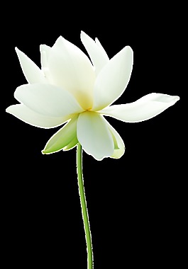 奶白花瓣卡通透明素材