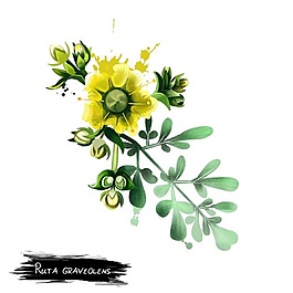 水彩手繪黃色花朵psd源文件