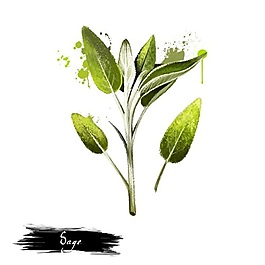 水彩手繪花朵綠葉psd源文件