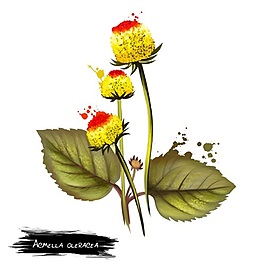 手繪彩色花草花芯psd源文件