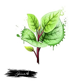 手繪綠色植物psd源文件