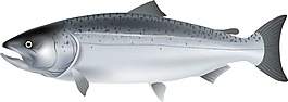 創(chuàng)意銀色魚png元素