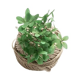 創(chuàng)意綠色植物png元素