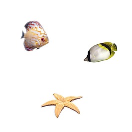 海洋魚類生物png元素