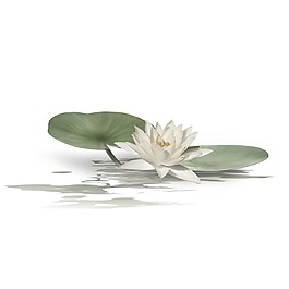 中國風荷花荷葉png元素