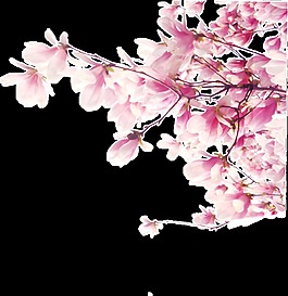 彩色櫻花裝飾素材