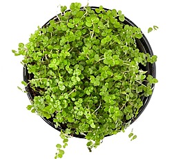 清新綠色植物元素