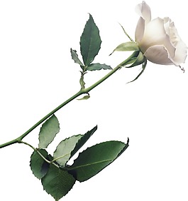 清新白色花朵元素