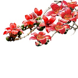 清新紅色花朵元素