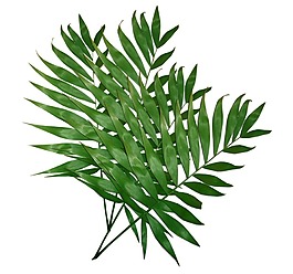 清新綠色樹葉元素