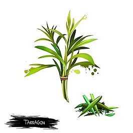 手繪一束綠色草psd源文件