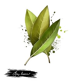 手繪三片葉子psd源文件