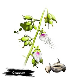 手繪一枝豆角花psd源文件