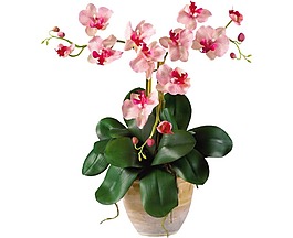 小清新绿植花卉元素