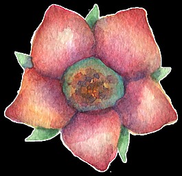 酒紅花蕊透明裝飾素材