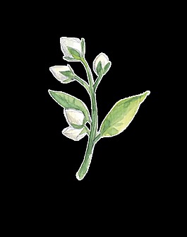 罌粟花透明裝飾素材