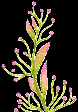 粉色果樹透明裝飾素材