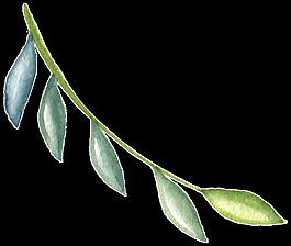 枝葉標(biāo)本透明裝飾素材