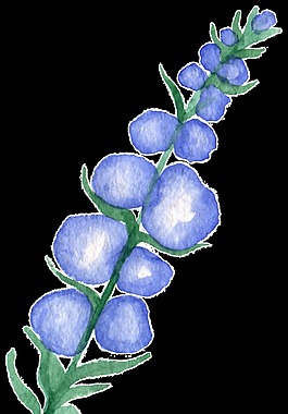 水藍(lán)花葉透明裝飾素材
