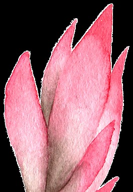 水紅花葉透明裝飾素材
