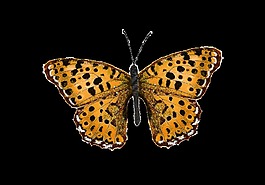 動(dòng)物蝴蝶標(biāo)本png透明素材