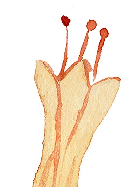 紅花枝葉psd源文件