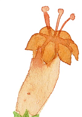 芬黄花枝psd源文件