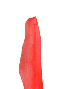 紅色花瓣psd源文件