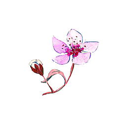 棕粉花葉psd源文件