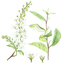 白花枝葉psd源文件