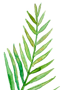 茂密樹枝樹葉psd源文件