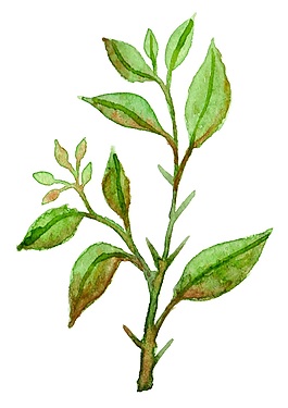 生機勃勃綠色植物psd源文件