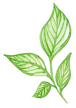 小清新綠色樹葉psd源文件