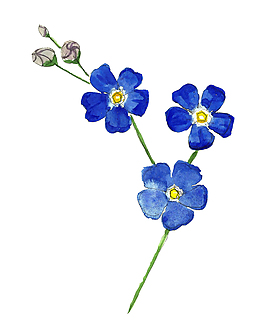 藍色素雅花卉psd源文件