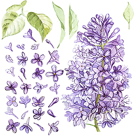 紫色茂盛植物花卉psd源文件