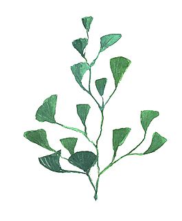 芭蕉樹葉psd源文件