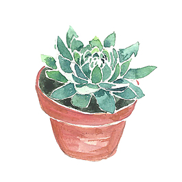 盆栽植物psd源文件