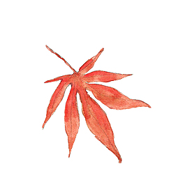 紅色楓葉psd源文件