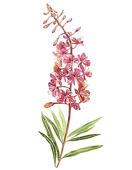 櫻花花枝psd源文件