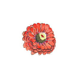 真红花蕊psd源文件
