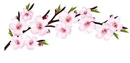清新粉色桃花元素