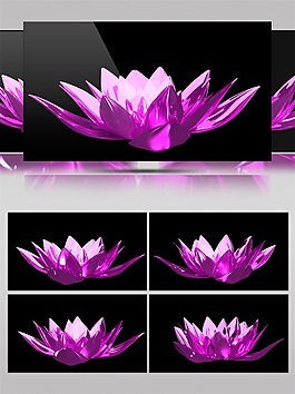 紫色水晶曇花高清視頻素材