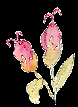 沁粉花束透明裝飾素材