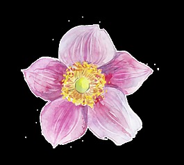 粉心花蕊透明裝飾素材