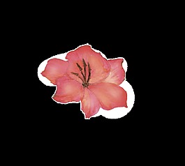 水紅花瓣透明裝飾素材