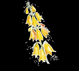 燈籠黃花透明裝飾素材