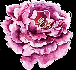 紫白花蕊透明裝飾素材
