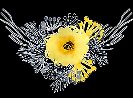 黑色花枝透明裝飾素材