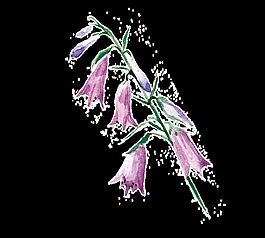 脆紫花枝透明裝飾素材